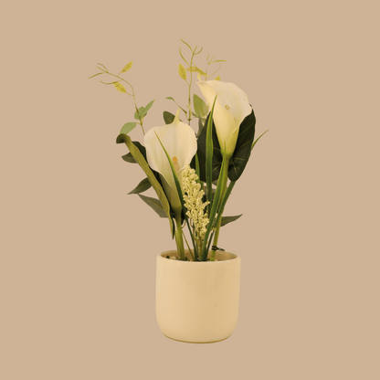 Calla Lily Plant With Planter